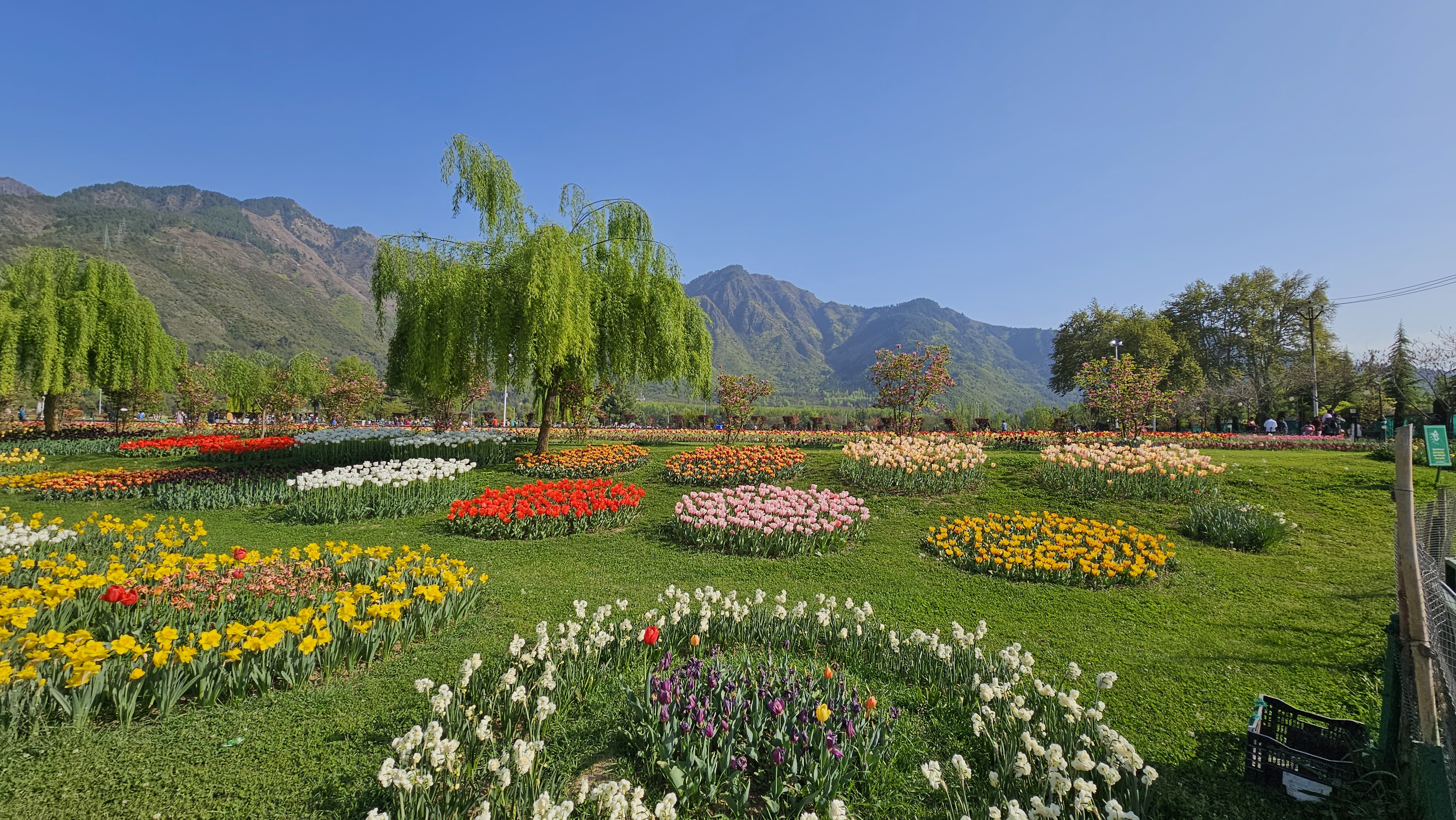 Tulip Garden