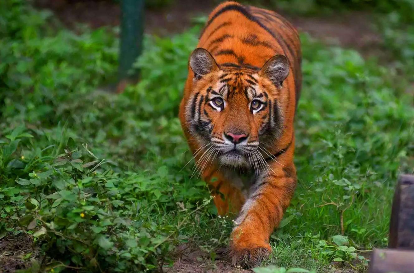 Rajaji National Park