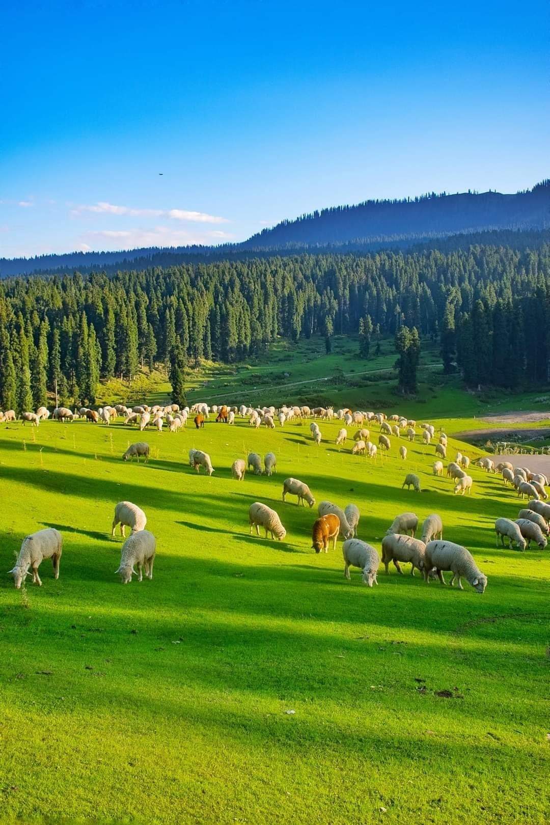Badgam