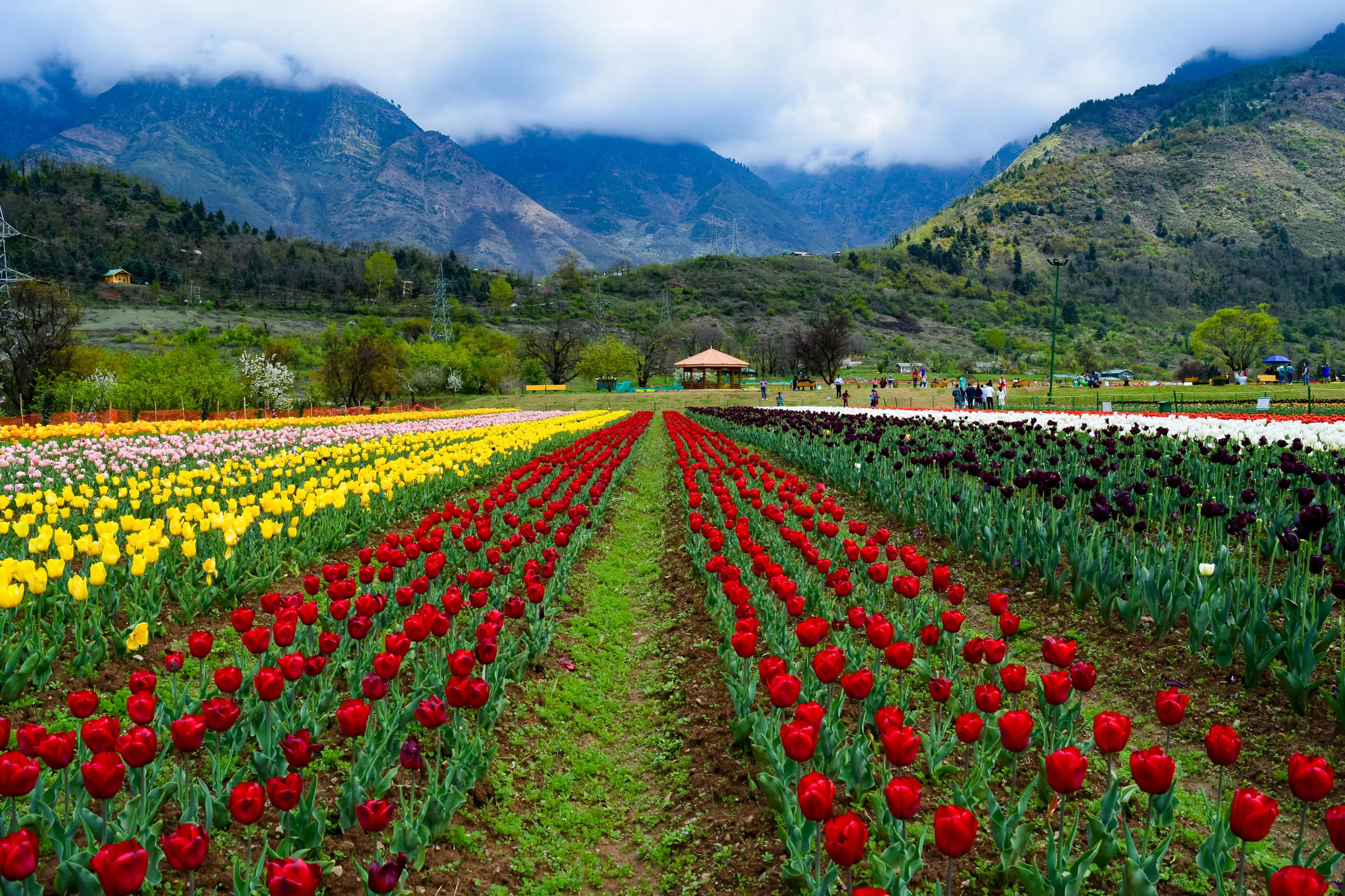 Strawberry Valley