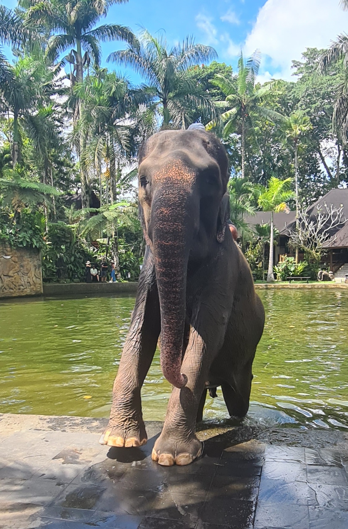 Mason Elephant Park